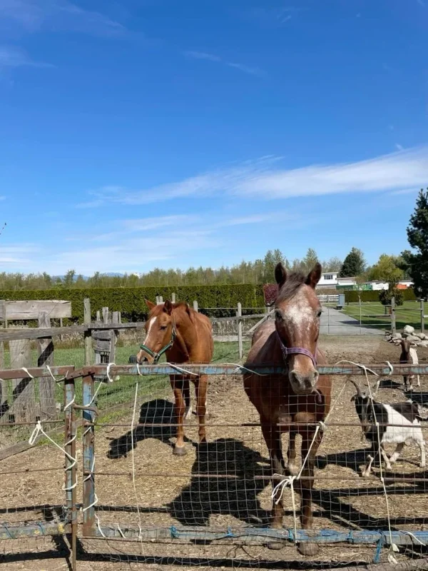 b30844d43a0a0e6188ba16057b12dea8 Thoroughbred Horses for Sale