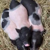 b5944b8ef283aeb4aa1ac7219cba864c-600x800-1-1.webp Hampshire Pigs For Sale