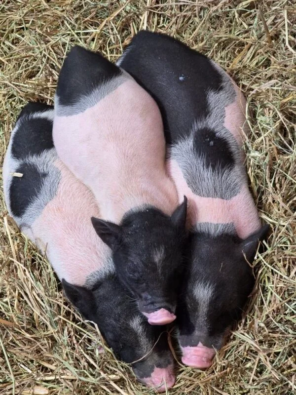 b5944b8ef283aeb4aa1ac7219cba864c-600x800-1-1.webp Hampshire Pigs For Sale
