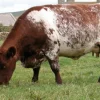 b9c0b36b194a0e31245fb097f7d336f1-1.webp Milking Shorthorn Cattle For Sale