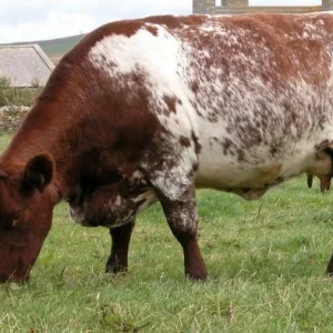 b9c0b36b194a0e31245fb097f7d336f1-1.webp Milking Shorthorn Cattle For Sale