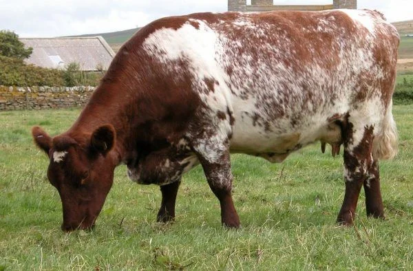 b9c0b36b194a0e31245fb097f7d336f1-1.webp Milking Shorthorn Cattle For Sale