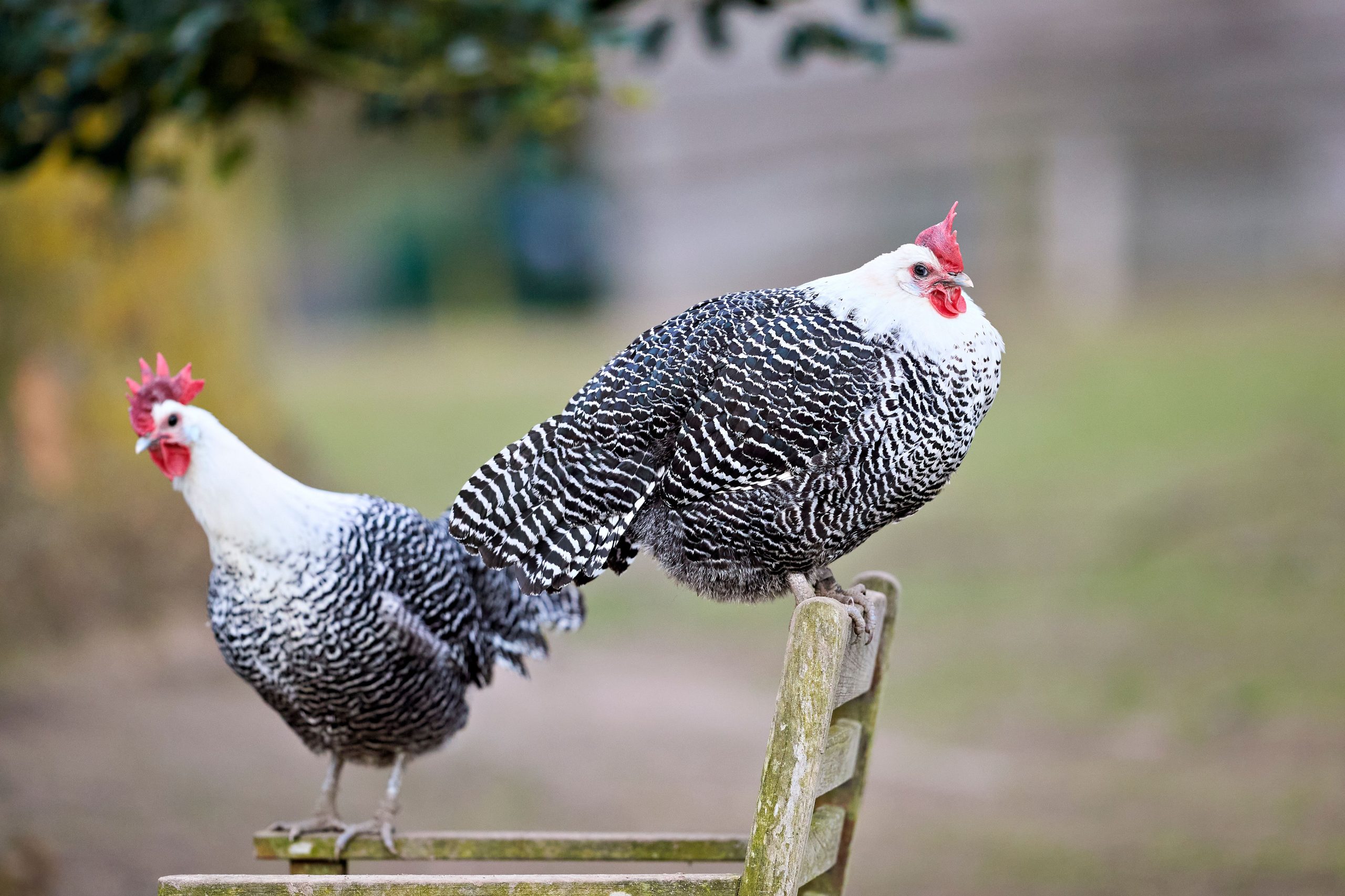 Chickens perched outdoors representing best egg and meat breeds