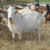 bf0f8ed9b63a6cfe86c852dce9239d45.webp Kiko Goats for Sale