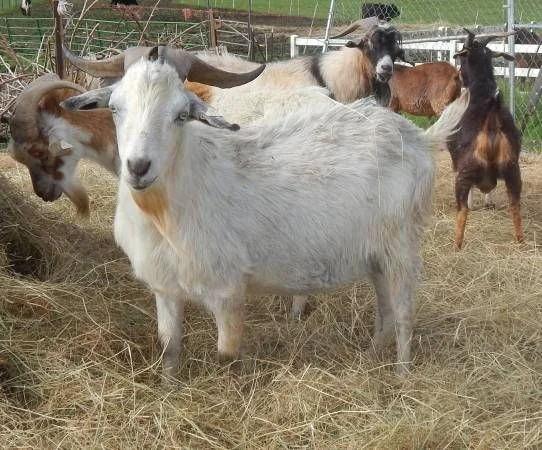 bf0f8ed9b63a6cfe86c852dce9239d45.webp Kiko Goats for Sale
