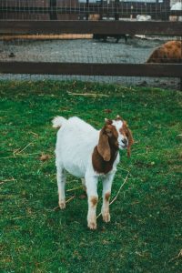 Boer goat standing on a farm, compared to Kiko goats for meat production