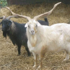 c306a9ca23e5fe5b007a321ed503cf92.webp Cashmere Goats for Sale