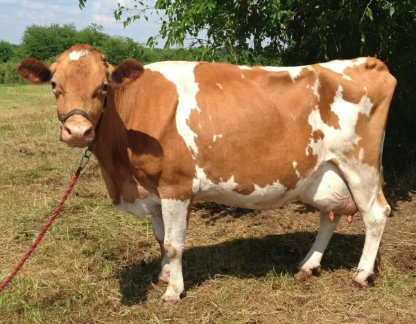c3ee3dd0094d663d0138062a63fcbb34-1.webp Guernsey Cows For Sale