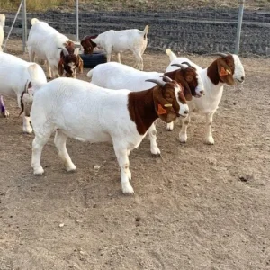 c53d2d7f2db7fe53abe5a8937520829a-600x540-1.webp Boer Goats for Sale