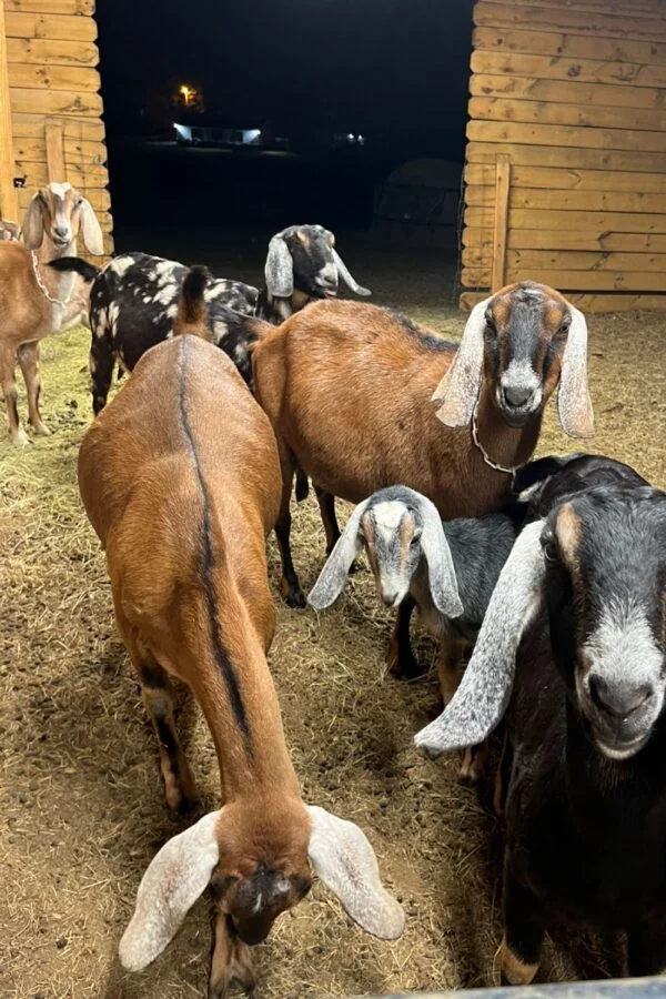 Nubian Goats for Sale