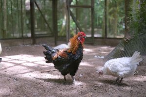 Rooster on a farm representing chicken molting season