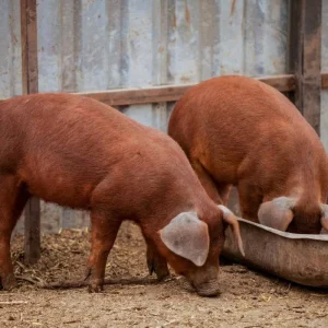 d22efa5b685586e15c274ac979b32f8f-1.webp Duroc Pigs for Sale