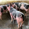 d271acef97fa545e5dac1e23bcb487eb-1.webp Pietrain Pigs for sale