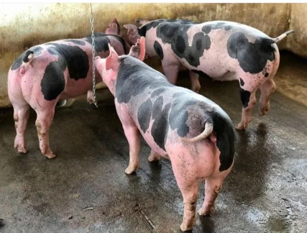 d271acef97fa545e5dac1e23bcb487eb-1.webp Pietrain Pigs for sale