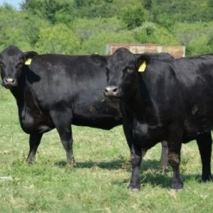 Angus Cattle for Sale