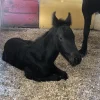 Friesian Horse for Sale | Purebred Friesians