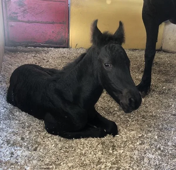 Friesian Horse for Sale | Purebred Friesians