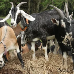 e5257e55998a2113d7fd0414bfc2d0c1.webp Alpine Goats for Sale