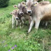 e54a11f6ac827396ebe653c32183500e-1.webp Brown Swiss Cows For Sale