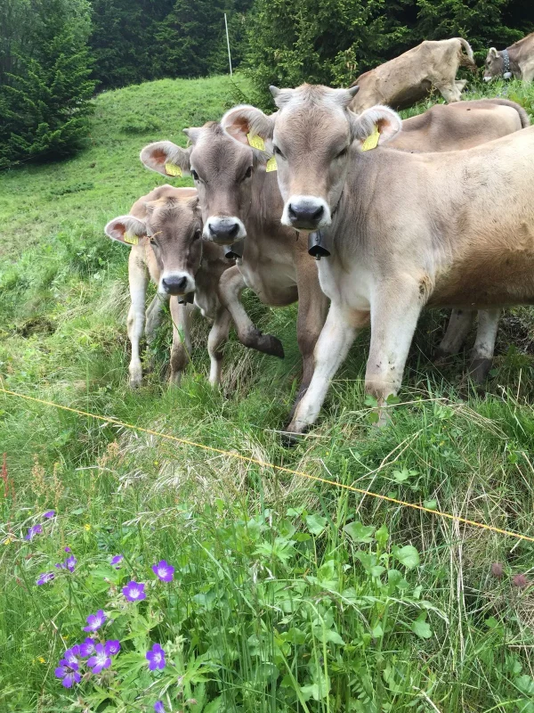 e54a11f6ac827396ebe653c32183500e-1.webp Brown Swiss Cows For Sale