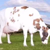 e90f770ae7298d29ccd0bc714f1256ba-600x425-1-1.webp Ayrshire Cows for Sale