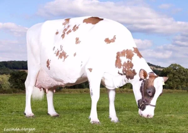 e90f770ae7298d29ccd0bc714f1256ba-600x425-1-1.webp Ayrshire Cows for Sale