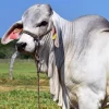 Brahman Cattle For Sale