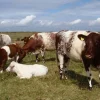 f24ea785ede6f1d6bfce692bf0239edc-600x450-1-1.webp Milking Shorthorn Cattle For Sale