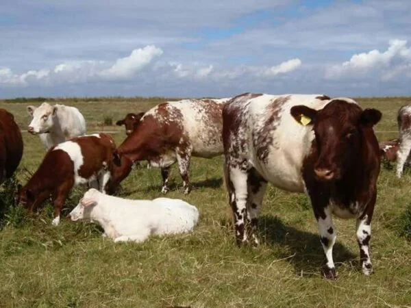 f24ea785ede6f1d6bfce692bf0239edc-600x450-1-1.webp Milking Shorthorn Cattle For Sale