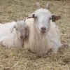 fb6b767cc49d779faba176e1f2932ede-600x449-1.webp Kiko Goats for Sale