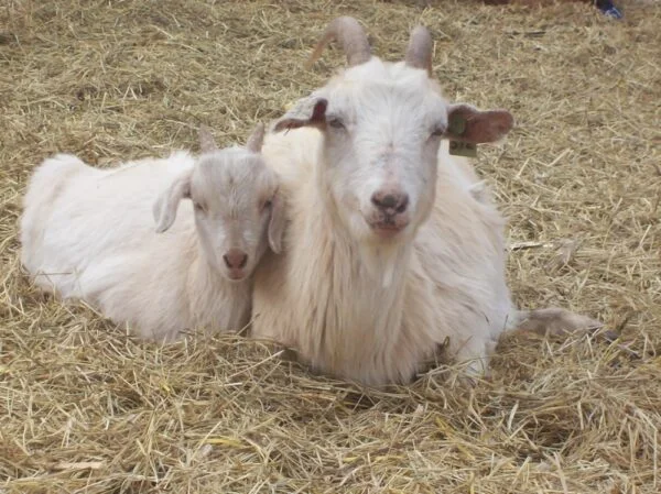 fb6b767cc49d779faba176e1f2932ede-600x449-1.webp Kiko Goats for Sale