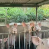 fdf7b946faa79d398de398b42f16cf4e-1.webp Yorkshire Pigs for Sale