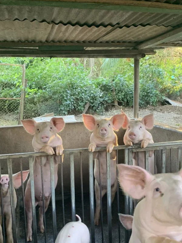 fdf7b946faa79d398de398b42f16cf4e-1.webp Yorkshire Pigs for Sale