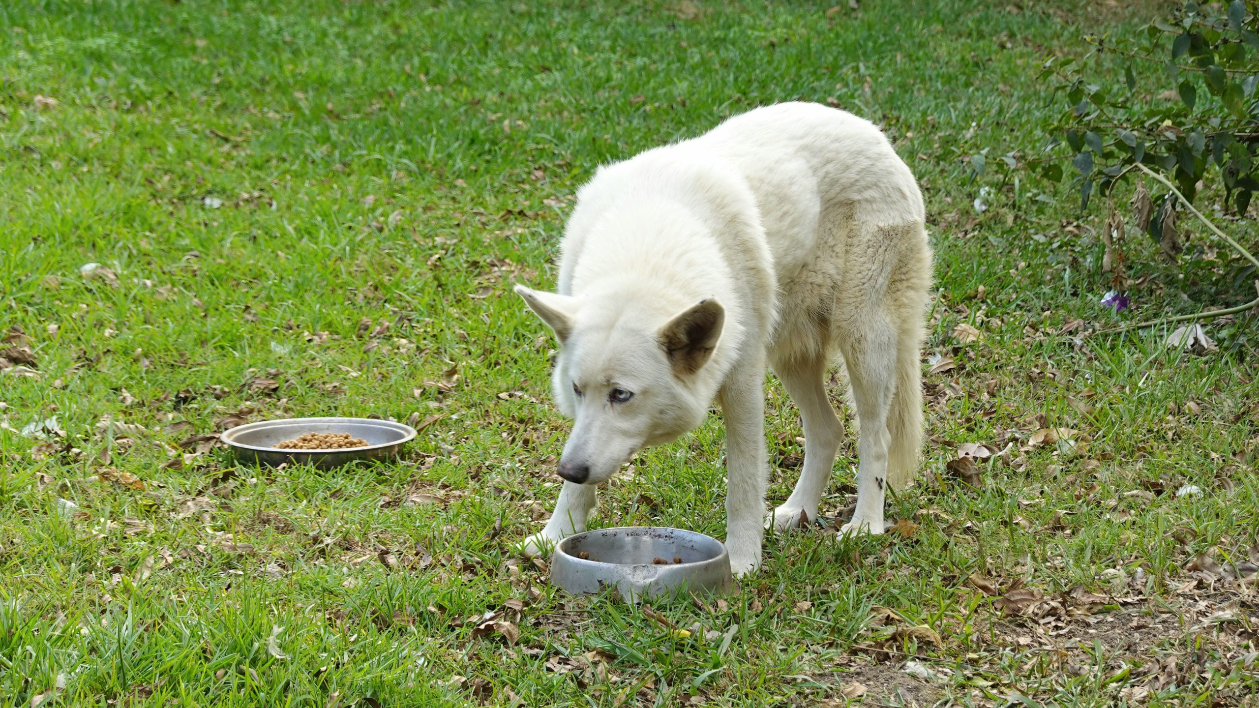Dog with food bowls representing feeding a livestock guardian dog