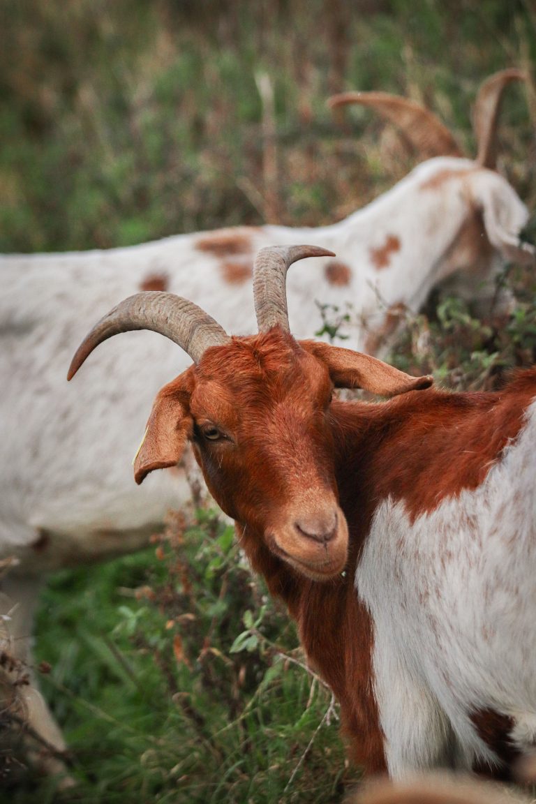 Two goats standing together showing natural herd social behavior