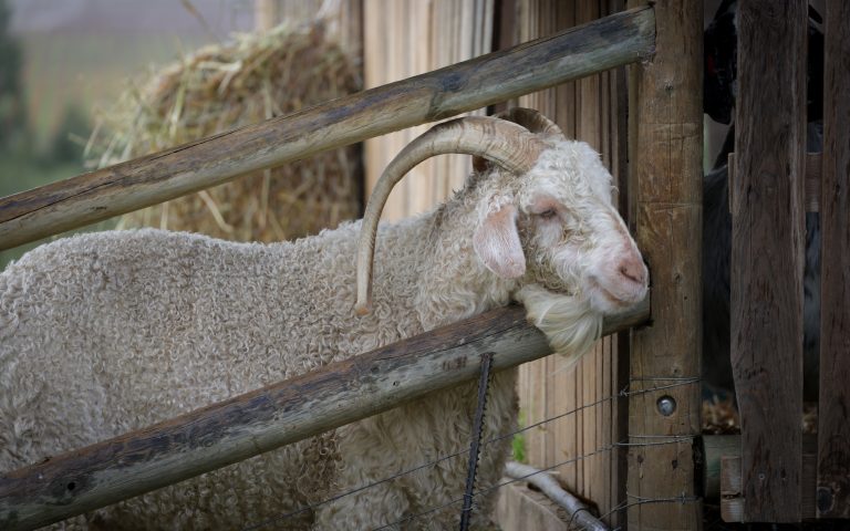 Curly horned goat standing at a rustic farm fence