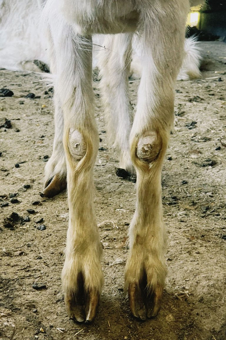 Close up of goat hooves and legs on dirt showing need for trimming