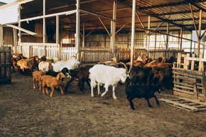 Goats standing near their farm shelter and housing