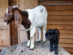 Mother goat with young kid standing together on a rock