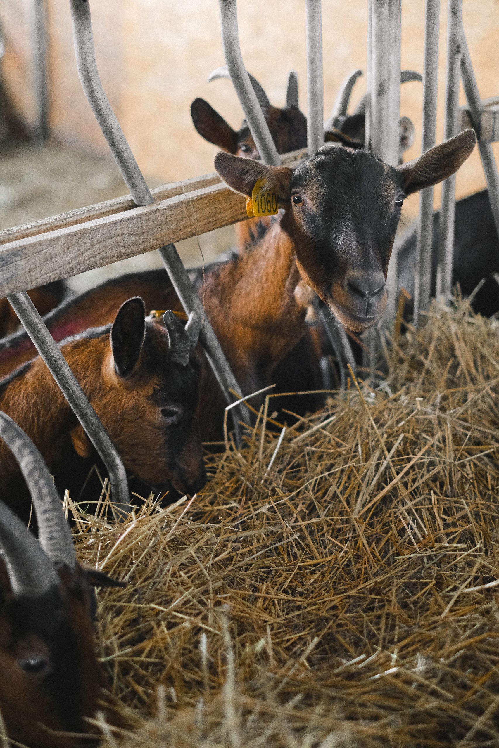 Goat eating hay representing proper goat nutrition