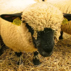 hampshire-1.webp Hampshire Sheep for Sale