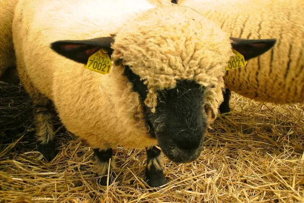 hampshire-1.webp Hampshire Sheep for Sale