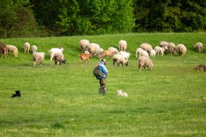 Farmer with working dogs standing near a flock of sheep