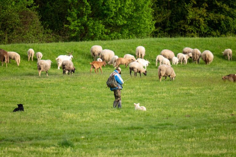 Farmer with working dogs standing near a flock of sheep