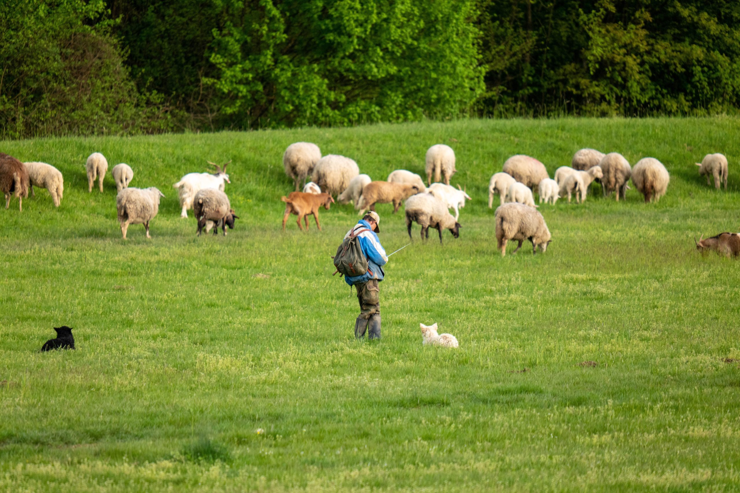 Farmer with working dogs standing near a flock of sheep
