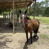 Friesian Horse for Sale | Purebred Friesians