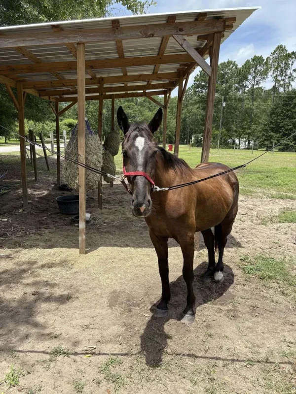 Friesian Horse for Sale | Purebred Friesians