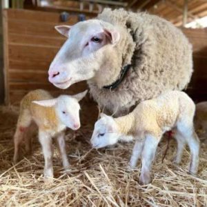 Lacaune Sheep for Sale – Elite Dairy Sheep for Cheese and Milk Production