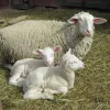 East Friesian Sheep for Sale