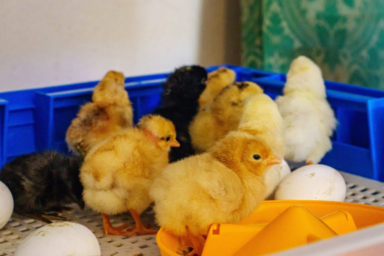 Baby chicks and eggs together in a home incubator